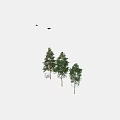 Three Tall Green Trees With Lush Foliage And Shadows On White Background