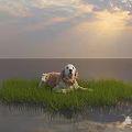 Crocodile Resting On Grass Island In Water With Cloudy Sky And Sunlight