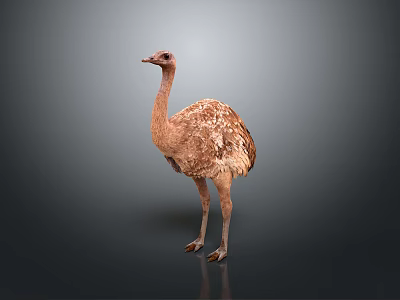 Brown Feathered Flying Animal Ostrich With Long Legs On Gray Background 3d model
