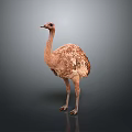 Brown Feathered Flying Animal Ostrich With Long Legs On Gray Background