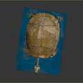 Detailed Turtle Skeleton Model Featuring Yellow Shell On Blue Display Base