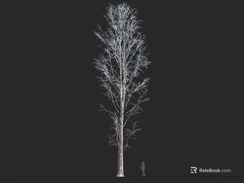 Tall Deciduous Arbor with Bare Branches and Human Figure for Scale 3d model 