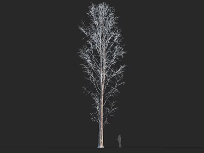 Tall Deciduous Arbor with Bare Branches and Human Figure for Scale 3d model