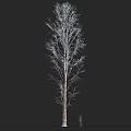 Tall Deciduous Arbor with Bare Branches and Human Figure for Scale