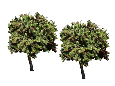 Two Arbor Trees with Lush Green Foliage and Red Berries in Garden 3d model