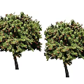 Two Arbor Trees with Lush Green Foliage and Red Berries in Garden