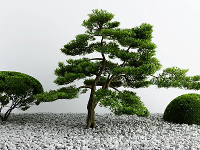 Lush Green Tree with Trimmed Round Shrubs on White Gravel and White Wall Background 3d model