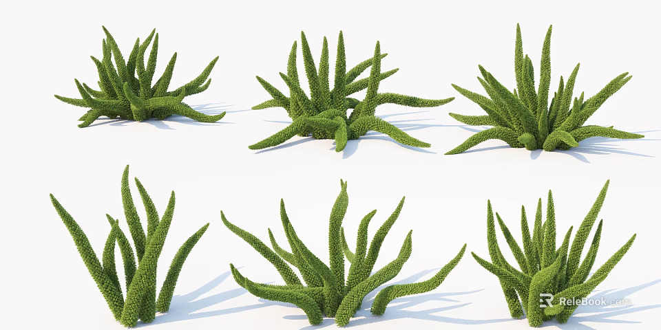 Green Succulent Plants With Long Slender Leaves Arranged On White Background 3d model 