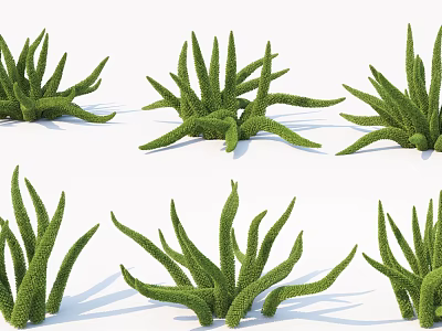 Green Succulent Plants With Long Slender Leaves Arranged On White Background 3d model