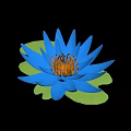 Beautiful Blue Lotus Flower with Orange Stamens and Green Lotus Leaves