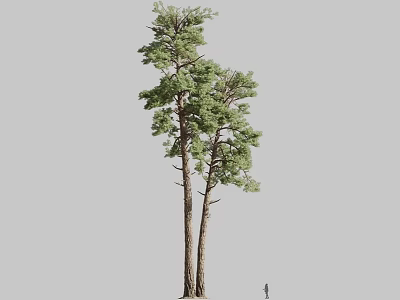 Tall Tree With Thick Trunk And Lush Green Foliage In Natural Setting 3d model