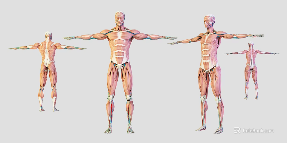 Medical Anatomical Models For Education Displaying Detailed Human Muscle Structure 3d model 