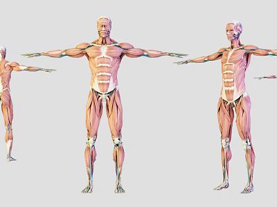 Medical Anatomical Models For Education Displaying Detailed Human Muscle Structure 3d model