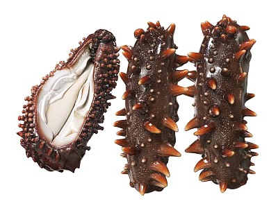 Fresh Sea Cucumbers Cut Open and Whole with Spiny and Inner Texture as Healthy Seafood 3d model