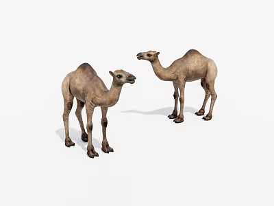Two Brown Camels Standing On White Background In Natural Posture 3d model