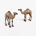 Two Brown Camels Standing On White Background In Natural Posture 3d model
