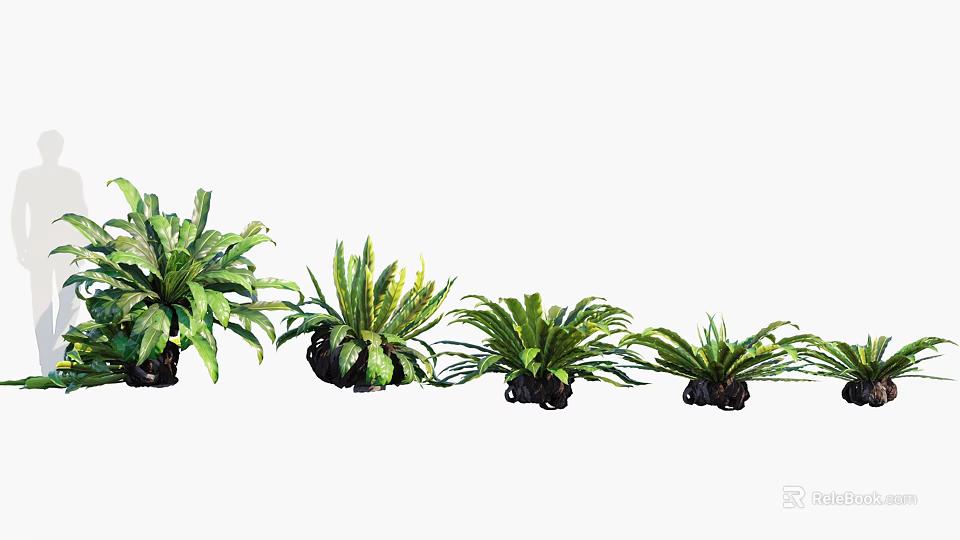 Four Potted Ferns Of Various Sizes With Large Green Leaves For Natural Fresh Decor 3d model 