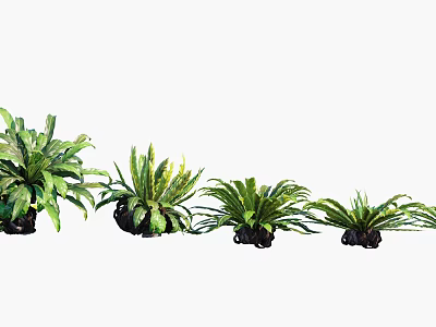 Four Potted Ferns Of Various Sizes With Large Green Leaves For Natural Fresh Decor 3d model
