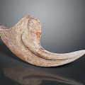 Natural Horn Shaped Household Decorative Item With Textured Surface And Brown Beige Hue