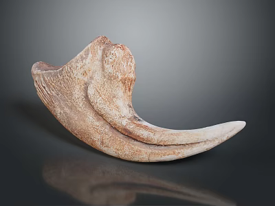 Natural Horn Shaped Household Decorative Item With Textured Surface And Brown Beige Hue 3d model