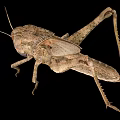 locust larva locust larva pest grasshopper insect 3d model