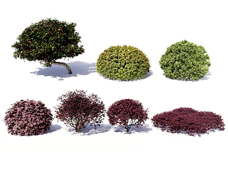 Red stepwood shrub ball bougainvillea pruning plant potted hedge creeper false forsythia 3d model