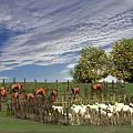 Beautiful Rural Scenery With Blue Sky Clouds Green Grass Horses Sheep And Trees By Fence