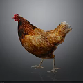 Vibrant Red And Orange Chicken Standing With Shiny Plumage On Plain Gray Background