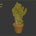 Healthy Green Cactus Plant Growing in Orange Clay Pot on Gray Background