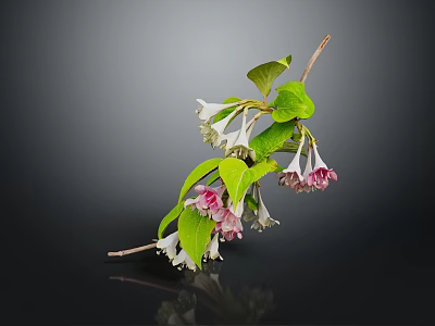 Lush Plant With Green Leaves And Delicate White Pink Flowers On Thin Branches 3d model