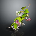 Lush Plant With Green Leaves And Delicate White Pink Flowers On Thin Branches
