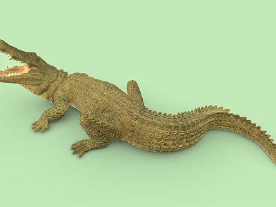 Crocodile with Open Mouth and Rough Textured Skin Lying on Green Background 3d model