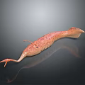 Realistic 3D Rendering Of Pink Spotted Creature With Long Snout Tail And Fins