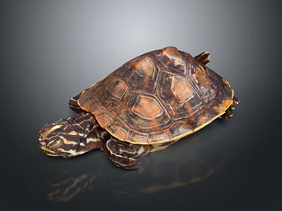 Turtle with patterned brown and orange shell resting on dark smooth surface with reflection 3d model