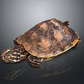 Turtle with patterned brown and orange shell resting on dark smooth surface with reflection