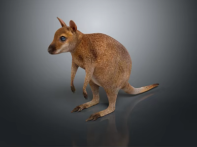 Realistic Brown Kangaroo Standing Pose 3D Model With Detailed Fur And Reflective Surface 3d model