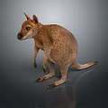 Realistic Brown Kangaroo Standing Pose 3D Model With Detailed Fur And Reflective Surface 3d model