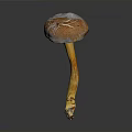 Vibrant Brown and Yellow Capped Mushroom Plant with Yellow Stem on Dark Background