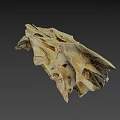 Animal Skull Specimen With Identification Number 2385 And Detailed Bone Structure