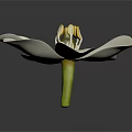 Beautiful White Flower With Open Petals And Yellow Stamens On Dark Background