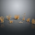 Golden Grass Plants with Various Shapes and Heights on Dark Background with Ground Reflection