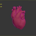 Red Human Heart Model Representing Chest Organ on Gray Background with Reflection 3d model