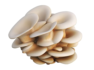 Fresh Organic Oyster Mushrooms in a Cluster with White Cap and Stem 3d model