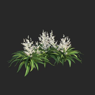 Ornamental Shrub With Small White Flowers And Lush Green Leaves In Garden 3d model