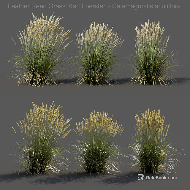 Ornamental Grasses With Green Foliage And Pale Plumes In Garden Clusters 3d model 