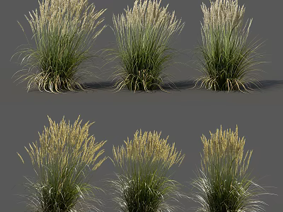 Ornamental Grasses With Green Foliage And Pale Plumes In Garden Clusters 3d model