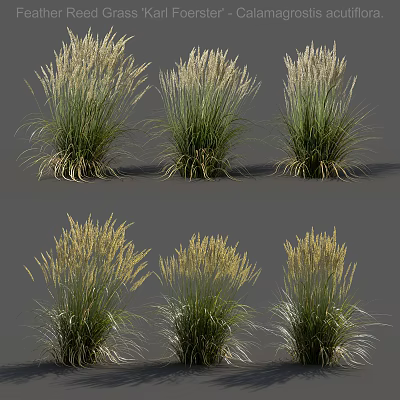 Ornamental Grasses With Green Foliage And Pale Plumes In Garden Clusters 3d model