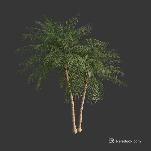 Tall Palm Tree With Two Trunks And Green Fronds On Dark Background 3d model
