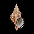 Brown And White Spiral Shell Decorative Ornament Set With Natural Texture For Home Decor
