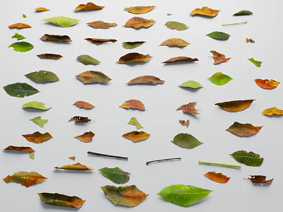 Various Colored Plant Leaves With Different Shapes Arranged On White Background 3d model